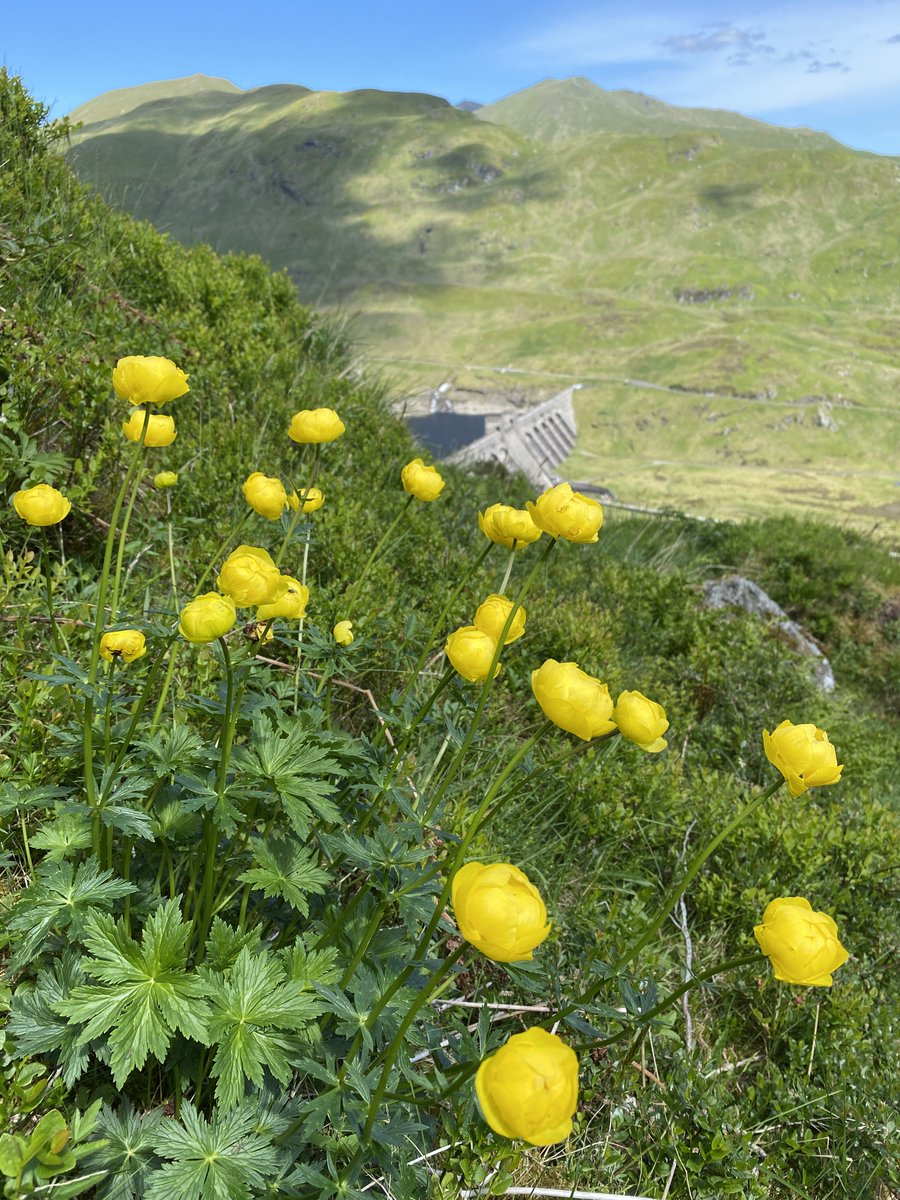 Watts_SH's tweet photo. It's always absolutely delightful to see the first flowering #Globeflower (Trollius europaeus) up on the hill at #NTSBenLawers π€© This #TallHerb is flourishing after overgrazing was removed at the site over 20 years ago. #WildflowerHour https://t.co/CWue0QpnWN