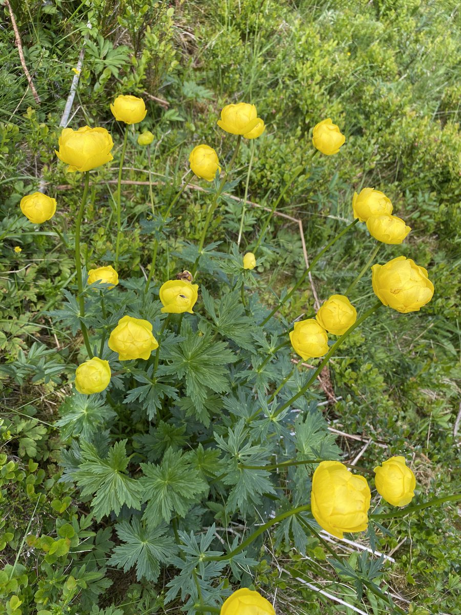 It's always absolutely delightful to see the first flowering #Globeflower (Trollius europaeus) up on the hill at #NTSBenLawers 🤩 This #TallHerb is flourishing after overgrazing was removed at the site over 20  years ago. #WildflowerHour