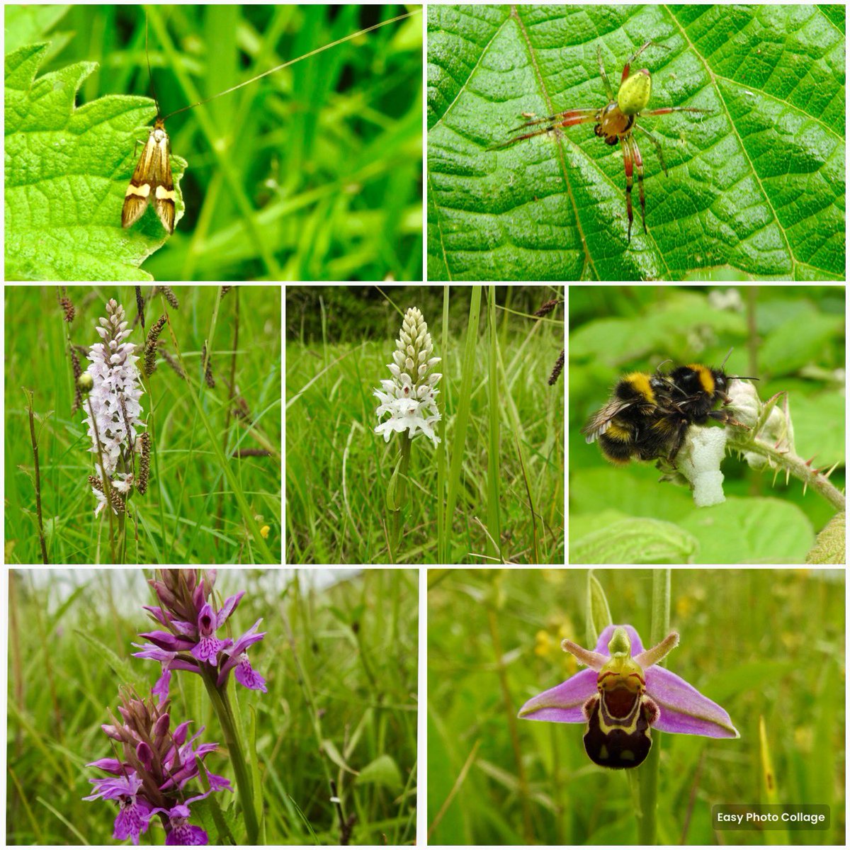 Then some Orchids , Early Bumblebees getting friendly, Yellow Banded long-horned micro moth, very colourful little spider possibly a crab spider, @BritishSpiders @BC_Yorkshire @Natures_Voice @tophilllow @discoverHullEY