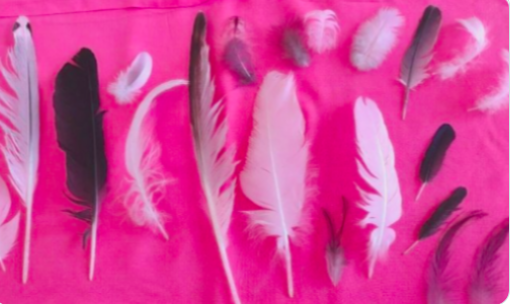 InessaW29's tweet photo. https://t.co/zIfyK0U4d8…………… 

NATURAL FEATHERS x21 FREE FALLEN CROW + Seagull SWAN +Cockerel +Pigeon UK seller 

 #seagull #crow #pigeon #white #natural #feathers #decor #biodegradable #organic #crafts #toys4cats #CatsOfTwitter #dollcraft #creatorsnetwork #UKWeekendHour https://t.co/Mk9X7a3o8i