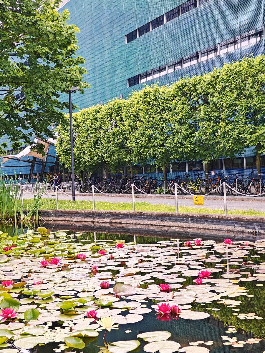 Treat for the eyes, comfort for the soul.....the lilies stole the show <a href="/mpicbg/">MPI-CBG Dresden</a>