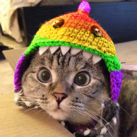 fudisevil's tweet photo. @dr_crypto_calls GM from @sharkpridecto 

TG: https://t.co/r06H9RNby3

CA: 4p4Vv1V4hjXfkTr9BgSJeTyfip3UB39qBfiSia5GYnT2 https://t.co/XJReZUyT2v