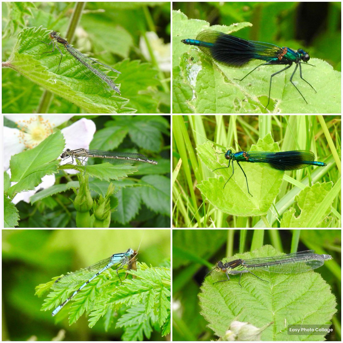 Not too many dragonflies about but in a sheltered area around ORes, I did find some male Banded Demoiselle, Red-eyed and hungry damselflies @tophilllow @BDSYorkshire @Natures_Voice @YorkshireWater