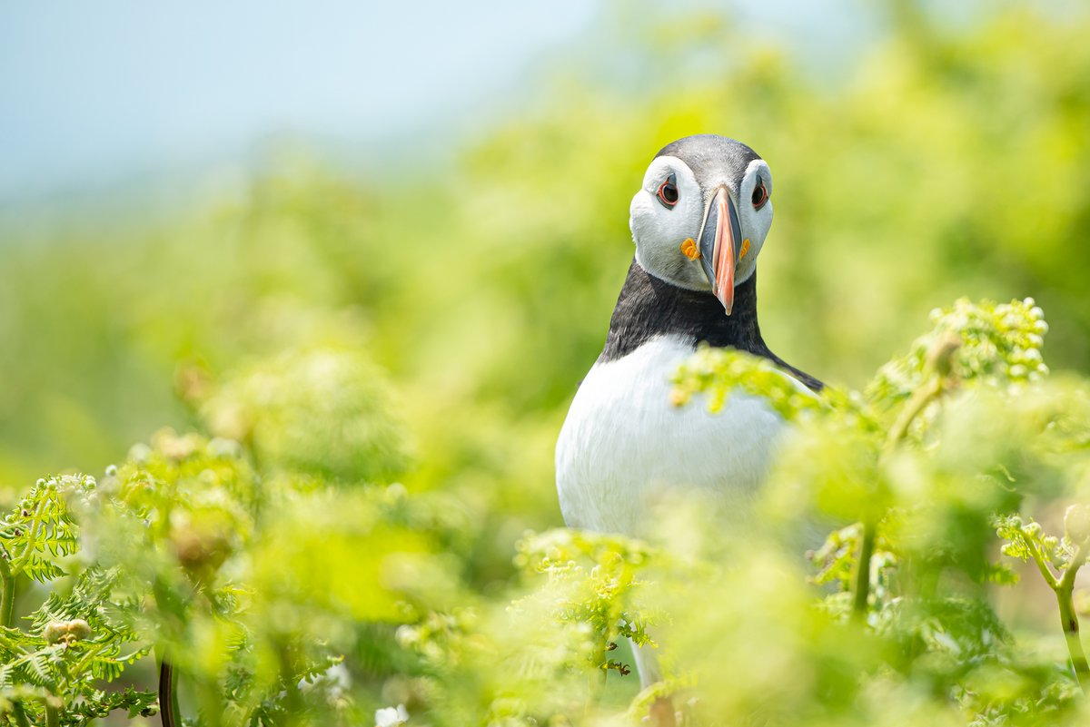 Hello puffin of #Skomer! The colours were so vibrant when we visited in May. Still finding favourites from the hundreds of shots taken but each time whizzes me right back to the island and the amazing feeling of seeing these beautiful birds #wildlifephotography