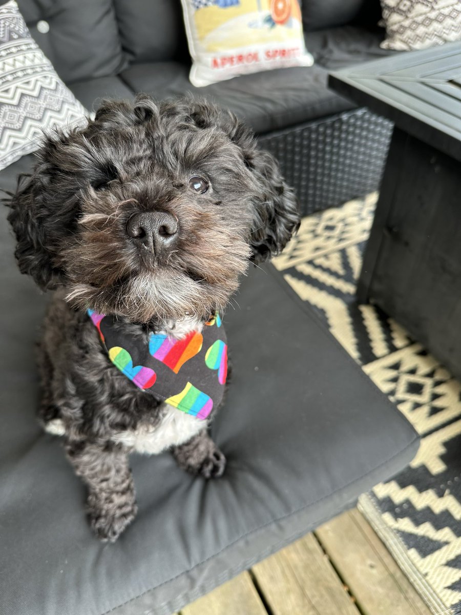 AngelLosiggio's tweet photo. Happy Pride Month! Love Reuben and Paisley! 🌈 https://t.co/sJ4aLu01K6