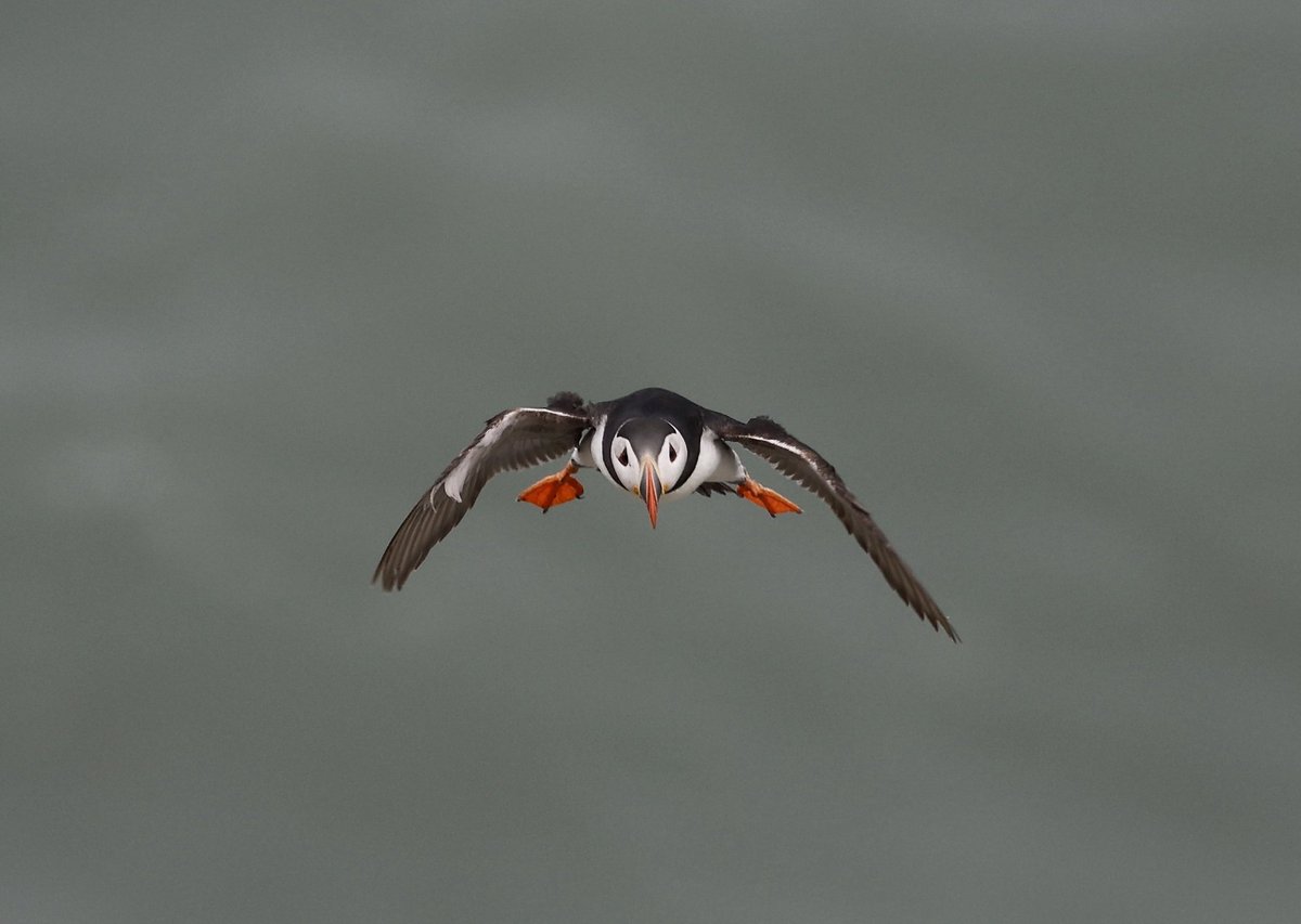 WillboneScott's tweet photo. Migration has slowed during the recent strong northernlies, though it does allow for a bit of Puffin appreciation. A Manx Shearwater passing offshore was my first here this year. https://t.co/cBG7Eset59