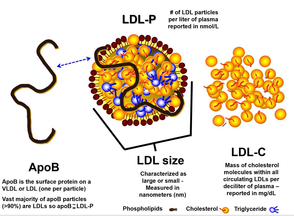 SanjayGill1's tweet photo. I have pictures of lipoproteins on my walls in the office (your pictures). We only use the word lipoproteins - while I point at the wall. Perhaps once or twice to each patient I’ve explained that cholesterol is a smaller molecule that rides in the larger lipoproteins and that the easiest way to guesstimate your amount of low-density lipoproteins is to measure the amount of cholesterol in those particles and “effectively” extrapolate. 

When we say LDL-Cholesterol, the word Cholesterol is there because it is basically the “meter stick” of how we measure. Non-believers are free to spend a few hundred bucks getting an NMR analysis and an LDL-Particle Number or get a simple ApoB. After seeing the image 1-2 times, we try not to ever use the generic phrases “bad cholesterol/good cholesterol” again.

People are smart. They understand.