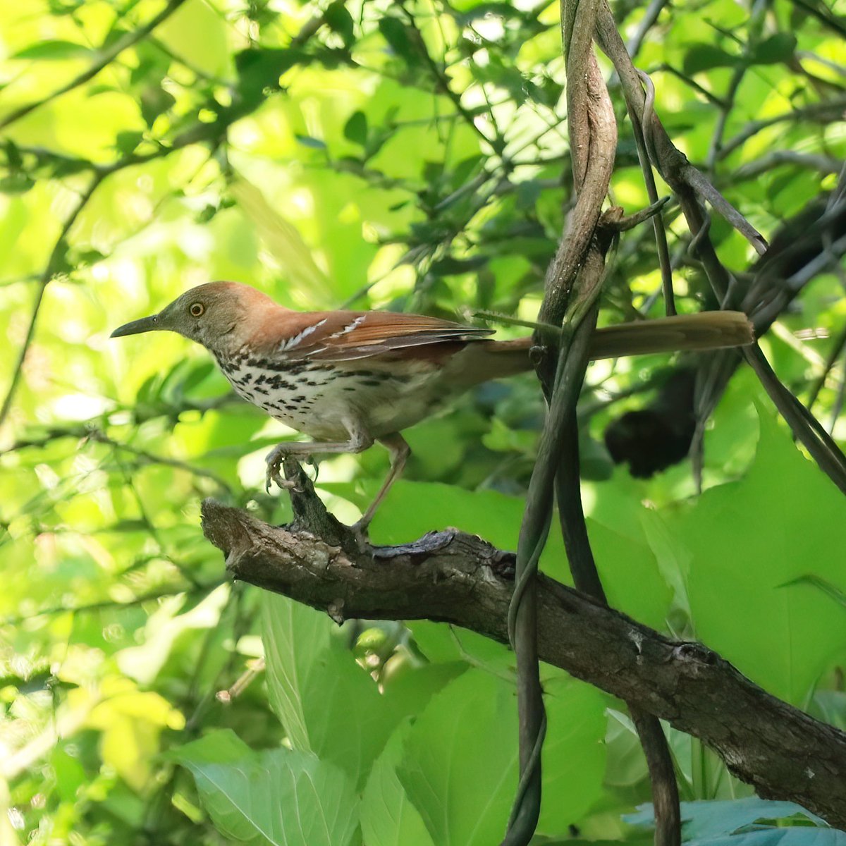 birdhouse_love's tweet photo. This brown thrasher was on the hunt for a tasty morsel...
#brownthrasher #brownthrashers #barboursville #barboursvillewv #wvbirds #wvbird #wvbirding #barboursvillewvbirding #birdlife #birdwatchersdaily #birdwatcher #birdloversdaily #backyardbirding https://t.co/281TKYUpJm