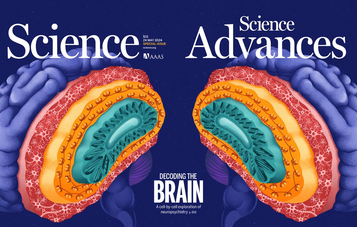ScienceMagazine's tweet photo. #ICYMI: In recent issues of Science, @ScienceTM, and @ScienceAdvances, the #PsychENCODE Consortium lay out findings based on examining human brains at the single-cell level. 

Learn more: https://t.co/nDff6st4Ye #DecodingTheBrain https://t.co/W4I809eetA