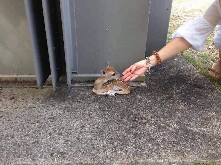 "الشّادن" صغير الغزال ❤️🦌