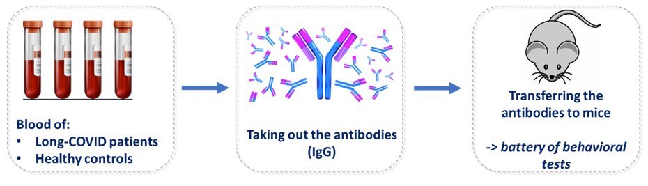 Purified antibodies from #LongCovid patients when transferred to mice can induced different symptoms, check the preprint below. Are we going to tell mice they got lazy as well?