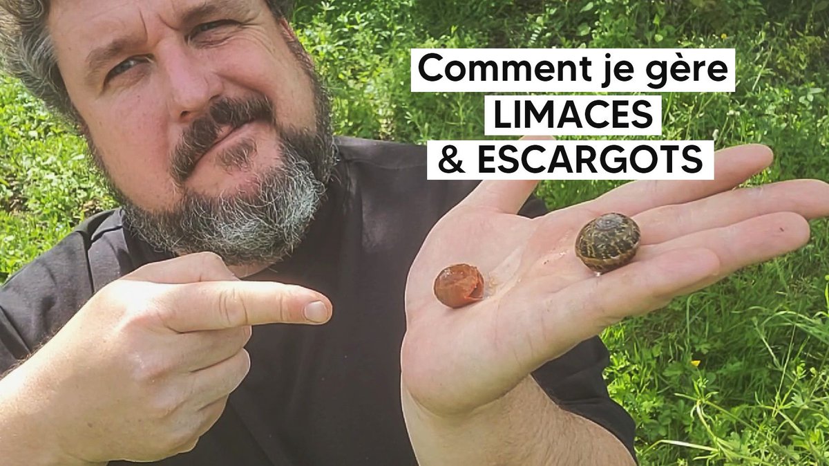 LePotagiste's tweet photo. Nouvelle vidéo sur ma chaine youtube. Je vous y explique comment je gère les baveuses et les cagouilles 🐌 https://t.co/iTpw52gTM9