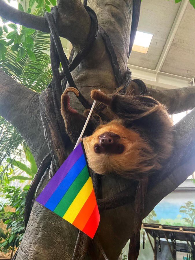 ComoZoo's tweet photo. Come celebrate Pride Month at Como Zoo! Today, the animals are enjoying Pride-themed enrichment. Join the fun! 🏳️‍🌈🌈✨ https://t.co/NtYjxhE3pS