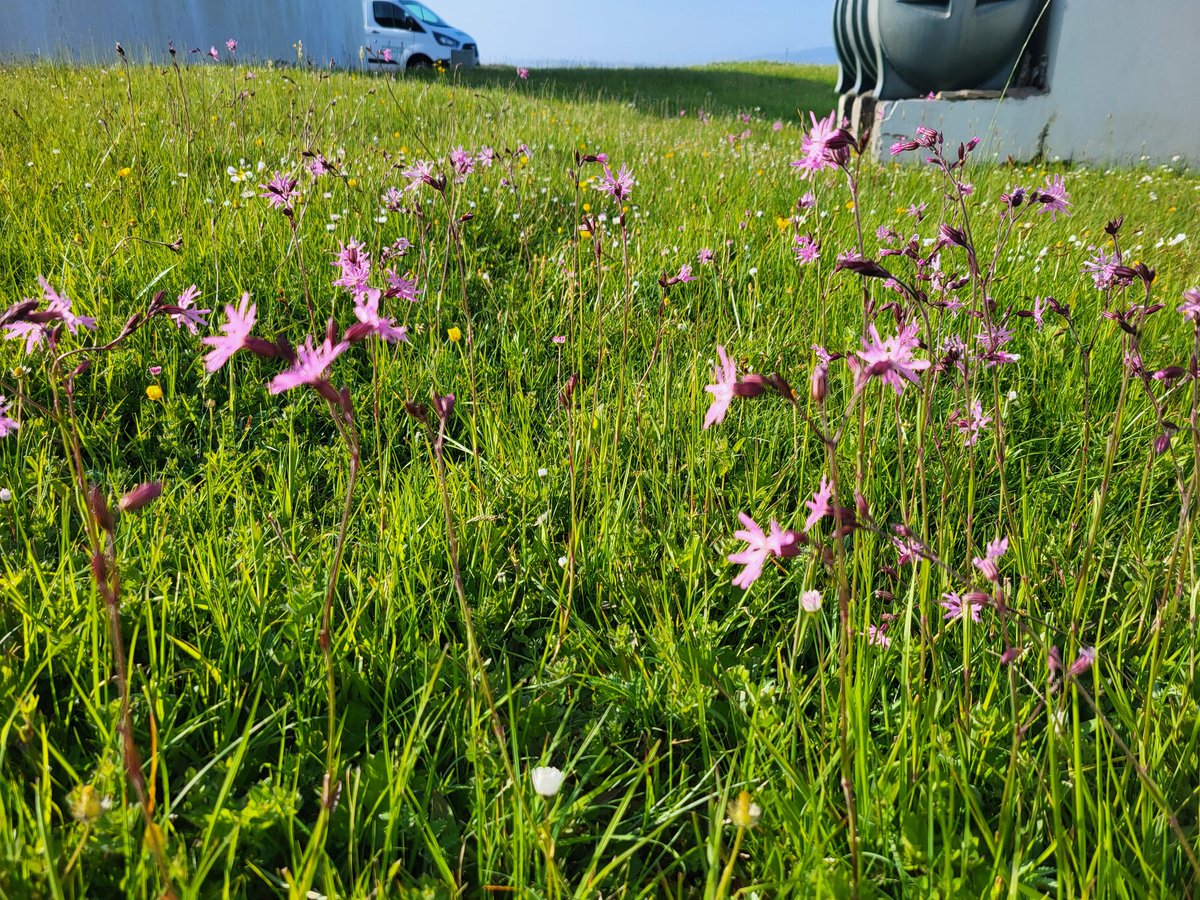 Pádraic Fogarty tweet media