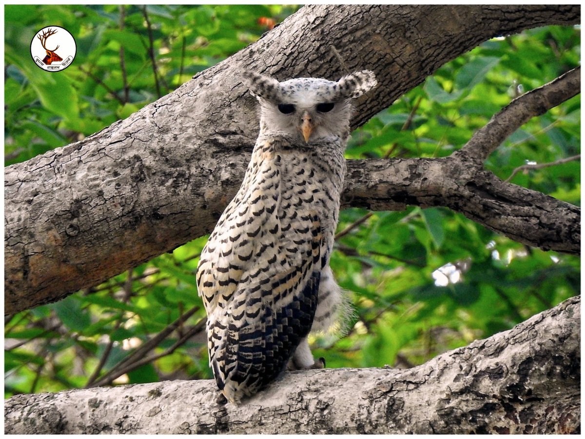 Spot-bellied eagle-owl.
This is a very powerful & bold #predatory #owl, which is assuredly at the top of the #avian food chain in its forest range. 

#owl #raptors #dudhwa 

@moefcc
@ntca_india @UpforestUp @ifs_lalit @raju2179 @IUCNRedList @Team_eBird