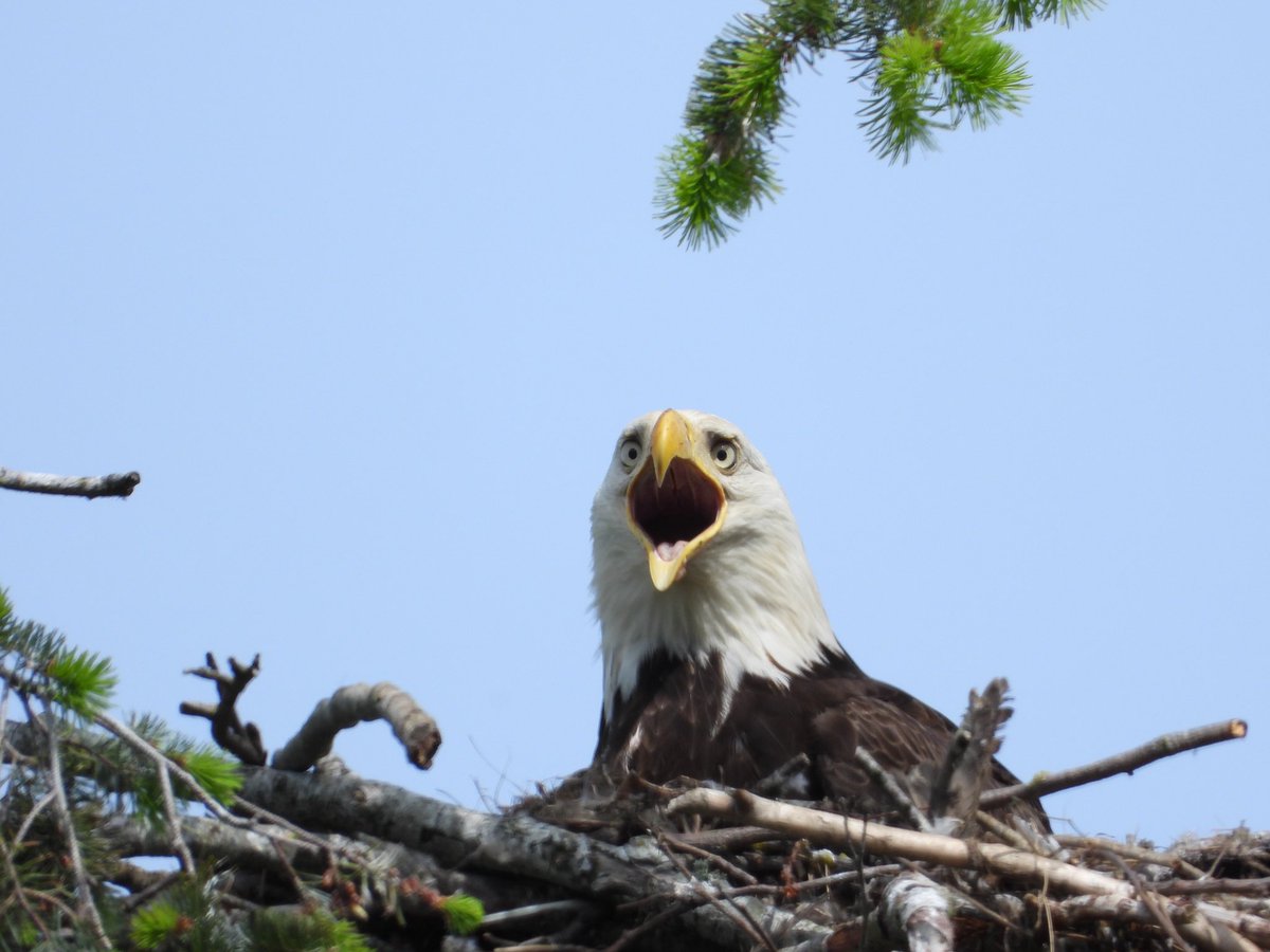 pnwkate's tweet photo. Bald eagle nest update - please read my latest blog post 🥰🙏❤️
Link to my blog (public) ➡️- https://t.co/sUN6KOn2GN
Thank you very much. 🥰🙏❤️
#baldeagles #raptors #birds #nature #wildlife #vancouverbc #babyeagles #bcbirdtrail #deltabc #WildVancouver #canadianwildlife https://t.co/ZxLBrS3D48