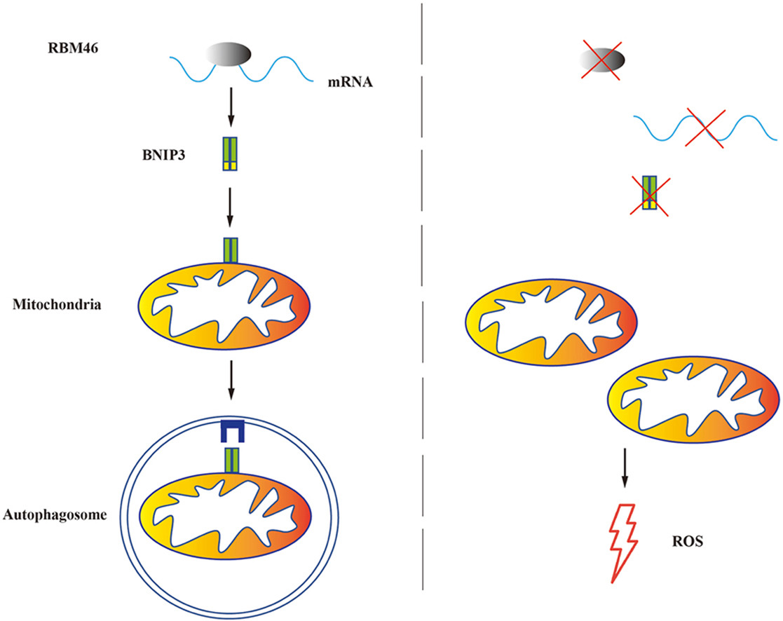 🔬 Researchers revealed the pivotal role of RNA-binding motif protein 46 in #ESCs, acting as a direct post transcriptional regulator of ROS levels by modulating BCL2/adenovirus E1B 19 kDa protein-interacting protein 3 mRNA expression.

🔗 bit.ly/3KlCt9v