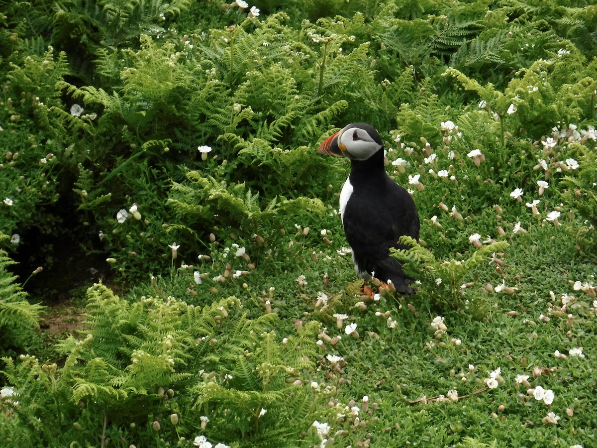 Two more photos which my 7 yr old took from Skomer. An amazing experience which he’ll remember forever @skomer_island 👍😁