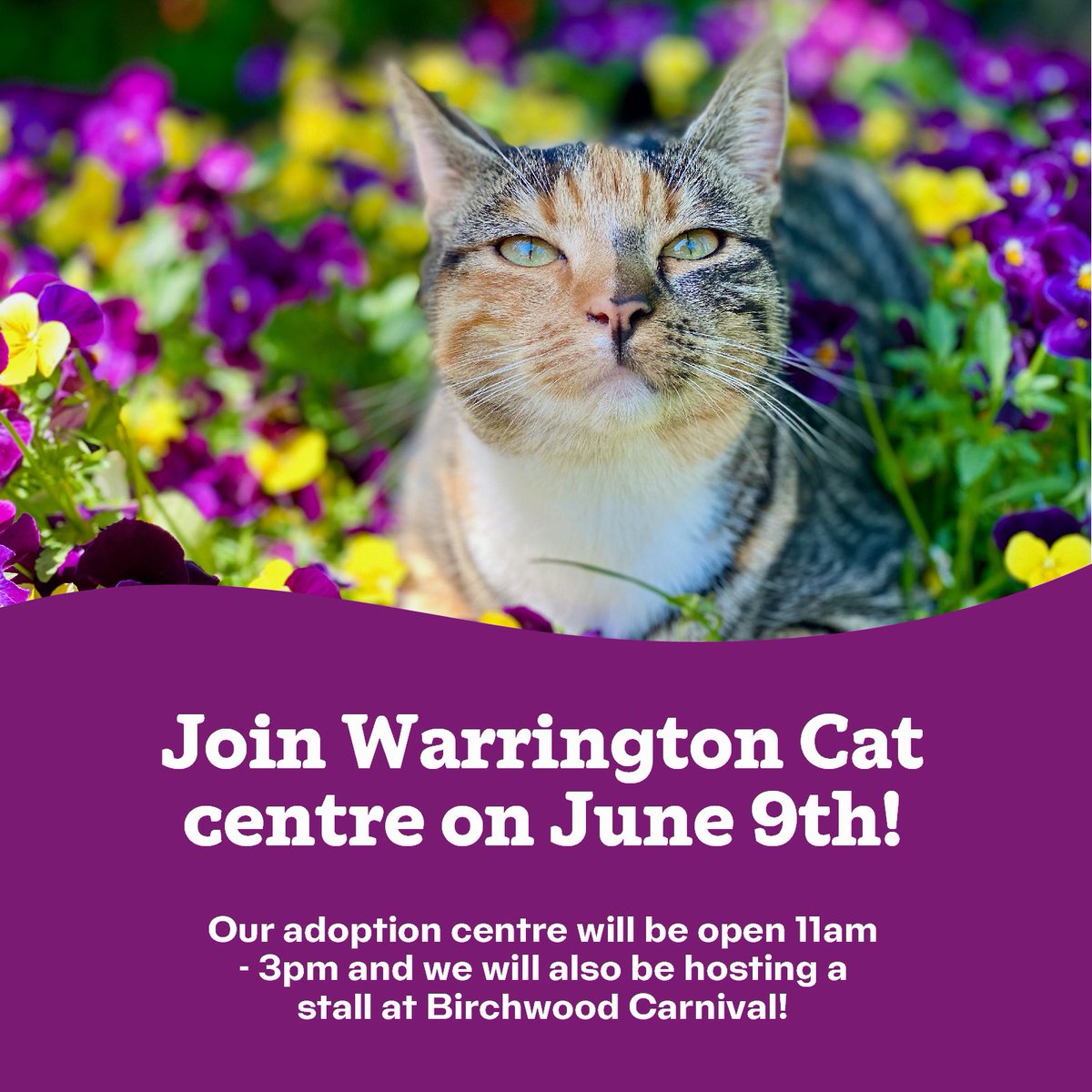 CatsWarrington's tweet image. #TheBigHelpOut 

Please join us on June 9th and get involved with creating cat welfare packs &amp;amp; cat toy crafting.

The cattery will be open to look around &amp;amp; there will be a selection of craft stalls.

We are asking for a £1 donation per adult, children go free.

#CatsOnX #Caturday