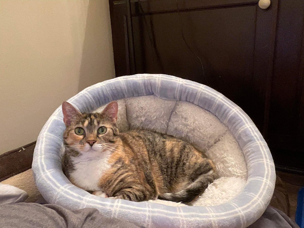 Happy #caturday everyone!    Winnie just had Surgery on Wednesday to remove a tumor from her tummy and she is doing Great!