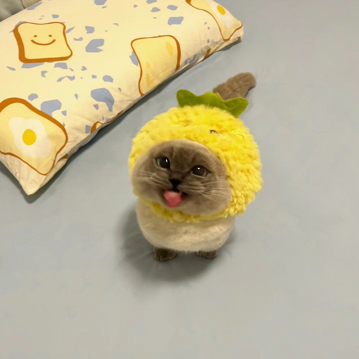 /ᐠ - ˕ -マ tweet media