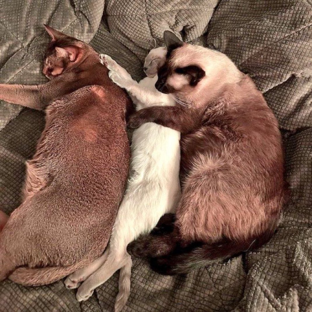 3 ทหารเหมียวบ้านลี้ชัยพรกุล