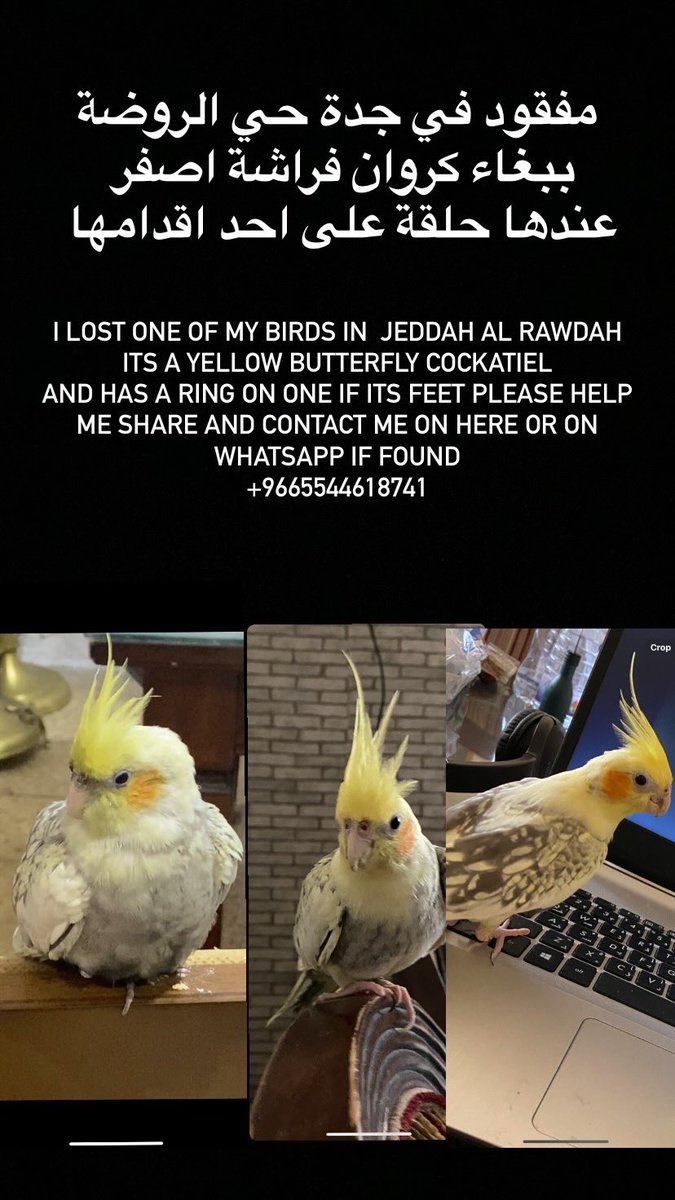 muhammadayeshh's tweet photo. @Petslost1 
#جدة #حي_الروضة #السعودية #jeddah #saudi https://t.co/OSLTqoAK34
