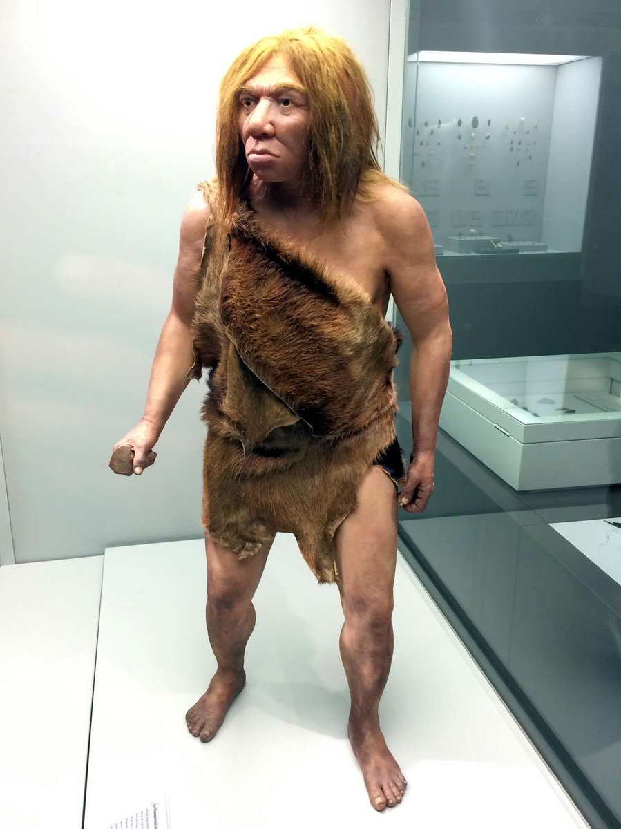 ¿Podrían los neandertales ganarnos en los Juegos Olímpicos? buff.ly/45e2tgv - 
Hace 250 000 años aparecía un nuevo linaje de humanos a los que llamamos neandertales. Convivimos con ellos hasta hace 40 000 años aproximadamente. Y gracias a la hibri…