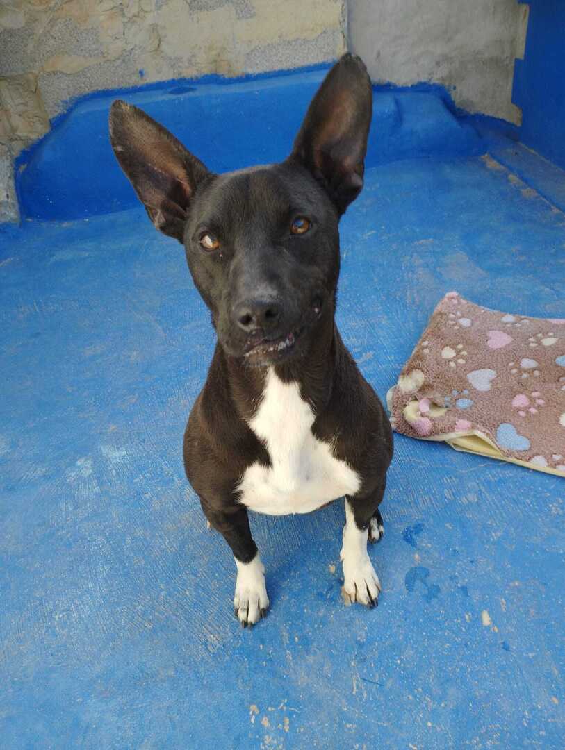 EN #ADOPCIÓN #VALENCIA. 🏠🐶🐾 

CONAN, cachorro macho de unos 18 meses. Tamaño pequeño/ mediano ( 15/18 kgs ).
Activo, alegre, juguetón y cariñosote. 🥰
¡ Un amor de perrito !
¿ Te gustaría adoptar a CONAN ? ☺️

WhatsApp: 📱644781188