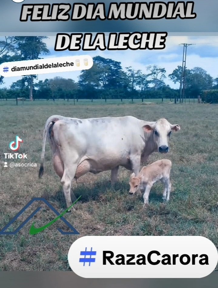 #NotiAsocrica 01 de Junio: Día Mundial de la Leche

Felicitaciones a los que dedican su tiempo, empeño y dedicación a la Producción Láctea. especialmente a la Familia @asocrica y #RazaCarora 

"Seguimos siendo el Presente, y continuaremos haciendo Futuro por Venezuela"