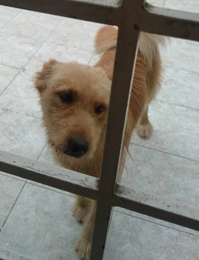 AlertaMePerdi's tweet image. #ENCONTRADA #PORTOVIEJO
Fecha: 01/06/24
Sector: Norte, Av. Reales Tamarindo por eventos La Esperanza 
Sexo: Hembra
Raza: Mestiza
Obsv.: Color café claro, pequeñas manchas en la lengua 
Contacto: 0978605295
¡Ayúdala a volver con su familia!
#AlertaMePerdí