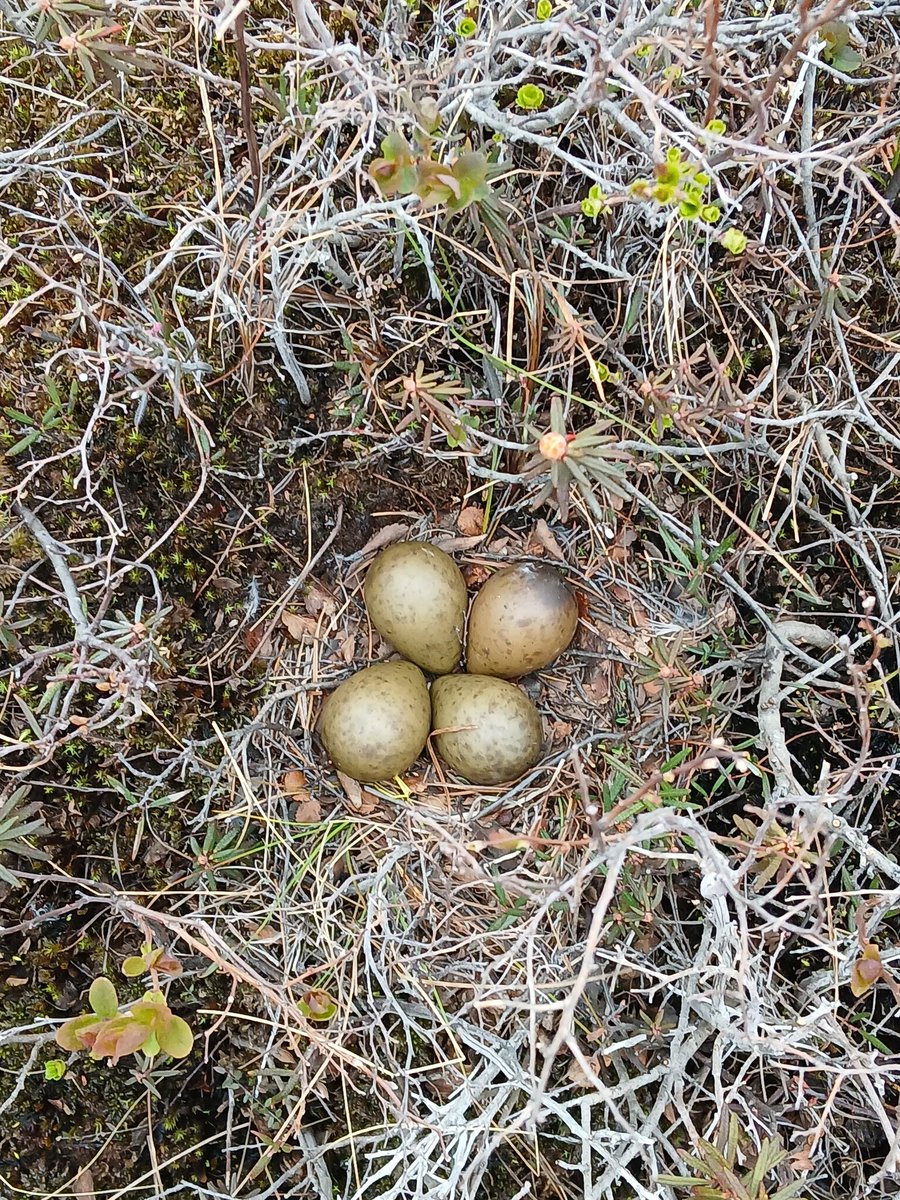 And that's a wrap on our Alaskian field season! We're exploring how Hudsonian godwits make their remarkable migration between Chile and Alaska! Stay turned, as next year we'll be back out there retrieving loggers to tell us about their journey! Thanks to everyone involved!
🐦