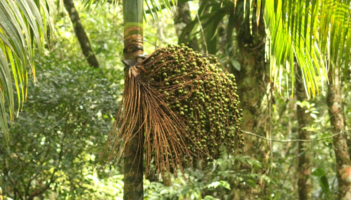 DesGuerreiroJr's tweet photo. O Maranhão, com suas heranças indígenas e influências europeias, tem cozinha rica e cheia de sabor, tanto nos pratos salgados quanto nas sobremesas. Características nas frutas típicas como o Abacaxi de Turiacú, Juçara, Pitomba, Buriti, Seriguela, Murici, Cajá e tantas outras. https://t.co/zBavwGGL2r