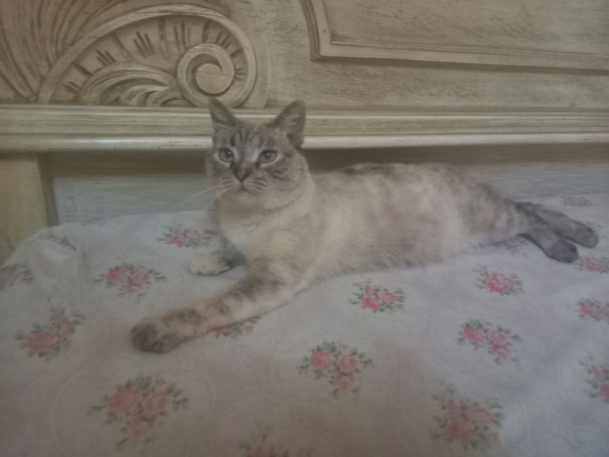 Ayudemos a esta gatita a volver a 🏠 Ágora salió por la ventana de la casa el jueves 16 de mayo y desde entonces no ha regresado ni ha sido vista. La zona por donde se perdió es en Los Chaguaramos a la altura del puente de San Pedro en la calle Zuloaga. 
Contacto 04125438084