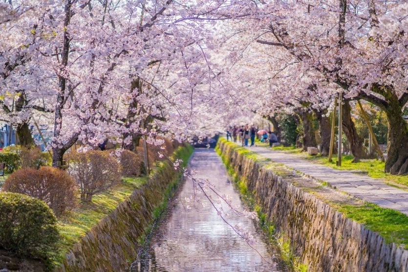 El Sendero de la Filosofía de Kioto: una visita obligada en Japón. es un sendero de 2 km que serpentea entre naturaleza, templos y barrios históricos, y conduce a los templos de Ginkaku-ji y Eikan-do.
XCRY JAPÓN X KICK