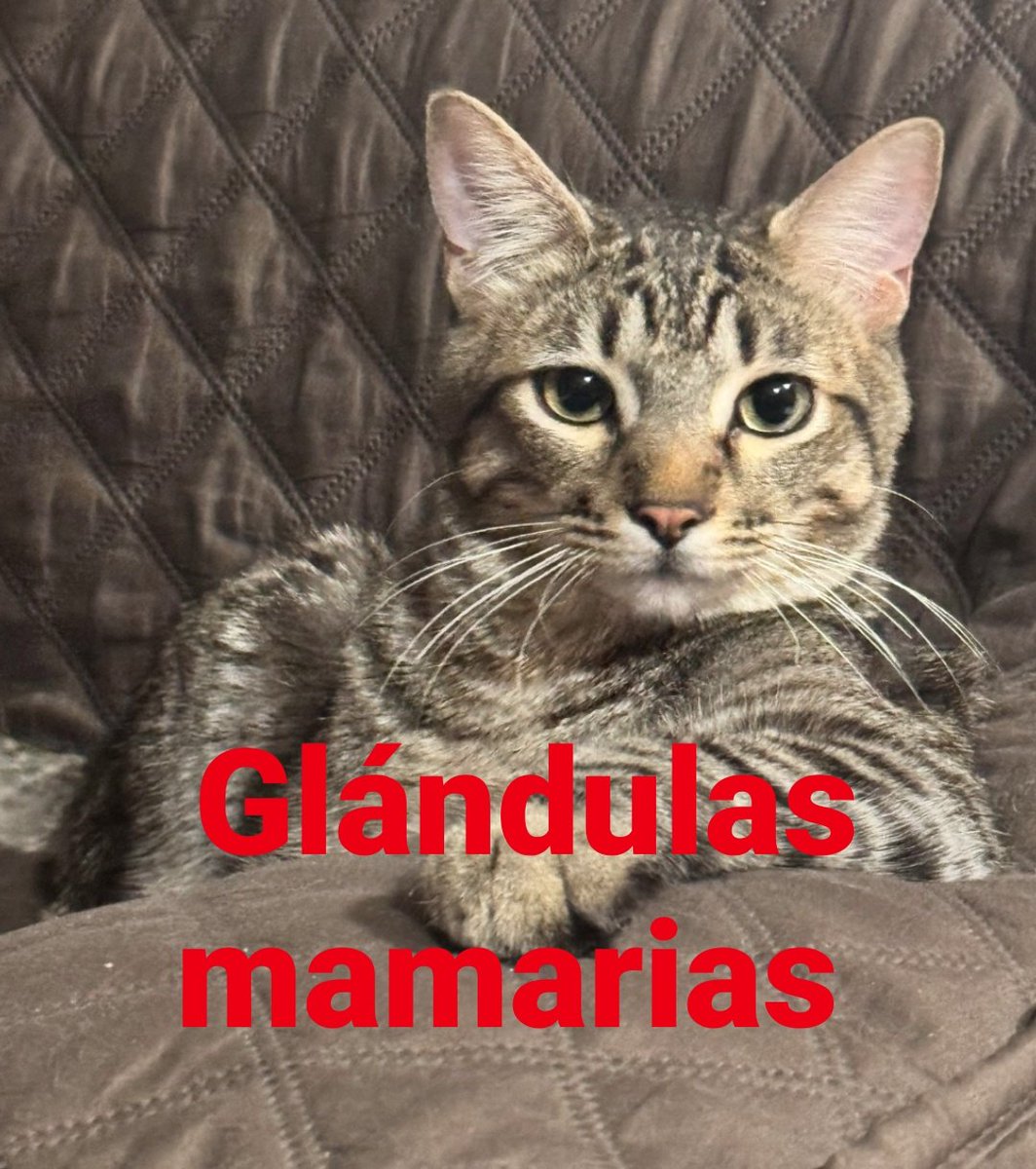 papayitapicada's tweet photo. Comiendote esa cherry
 Eso de abajito t sabe a blueberry https://t.co/FdjwrYlw7C