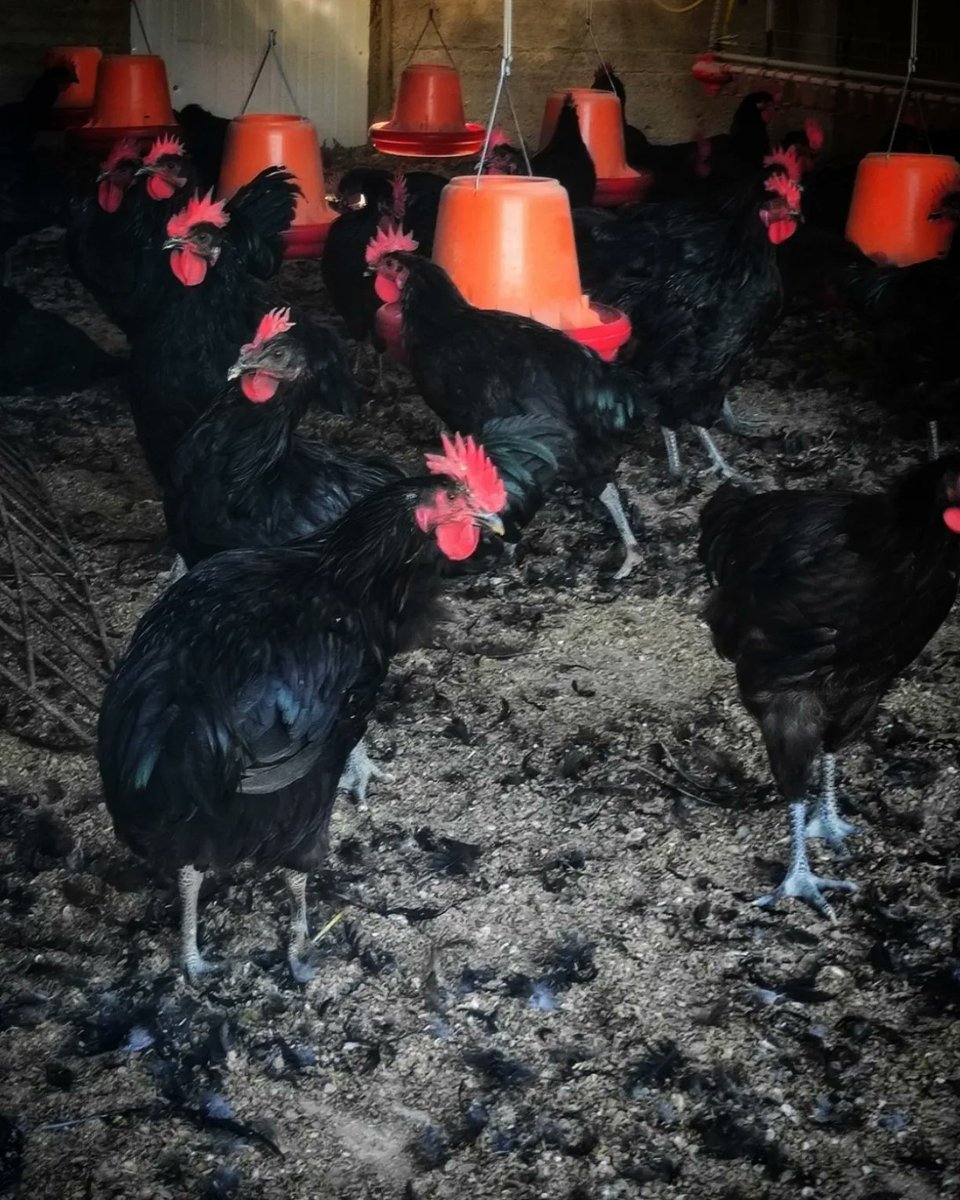 JSendarrubias's tweet photo. Jornada de #BenvingutsaPagès al #Solsonès 🧑🏼‍🌾🧀🐓🍷
Redescobrint on neix tot allò que mengem i coneixent de prop les persones que fan els aliments que ens arriben a casa així com omplint el rebost comprant directament als productors. 
#SolsonaTurisme 
#TurismeSolsonès 
#Lleida https://t.co/PY2TlerT34