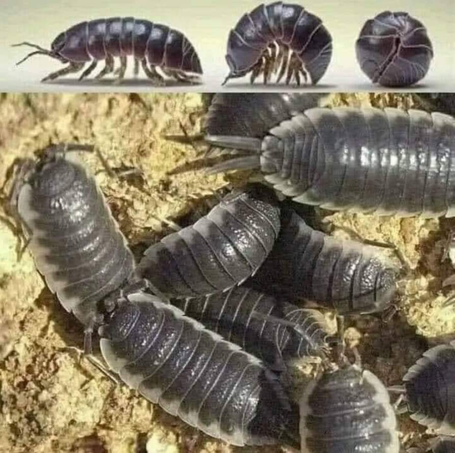 Le Contemplateur tweet media