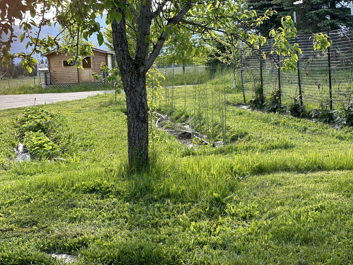 OwenBenjamin's tweet photo. All month post what you take pride in. I take pride in my asparagus garden. It takes three years before you can harvest any because that’s how long the roots take to get deep enough before you kill the asparagus. 
The longer the wait the more satisfying. 
Yes there are lots of people who take the most pride in letting a stranger hammer their anus for sexual pleasure. And that’s very unfortunate. But you don’t have to be one of those people. This #pridemonth join in with what you take pride in and encourage others to do the same.