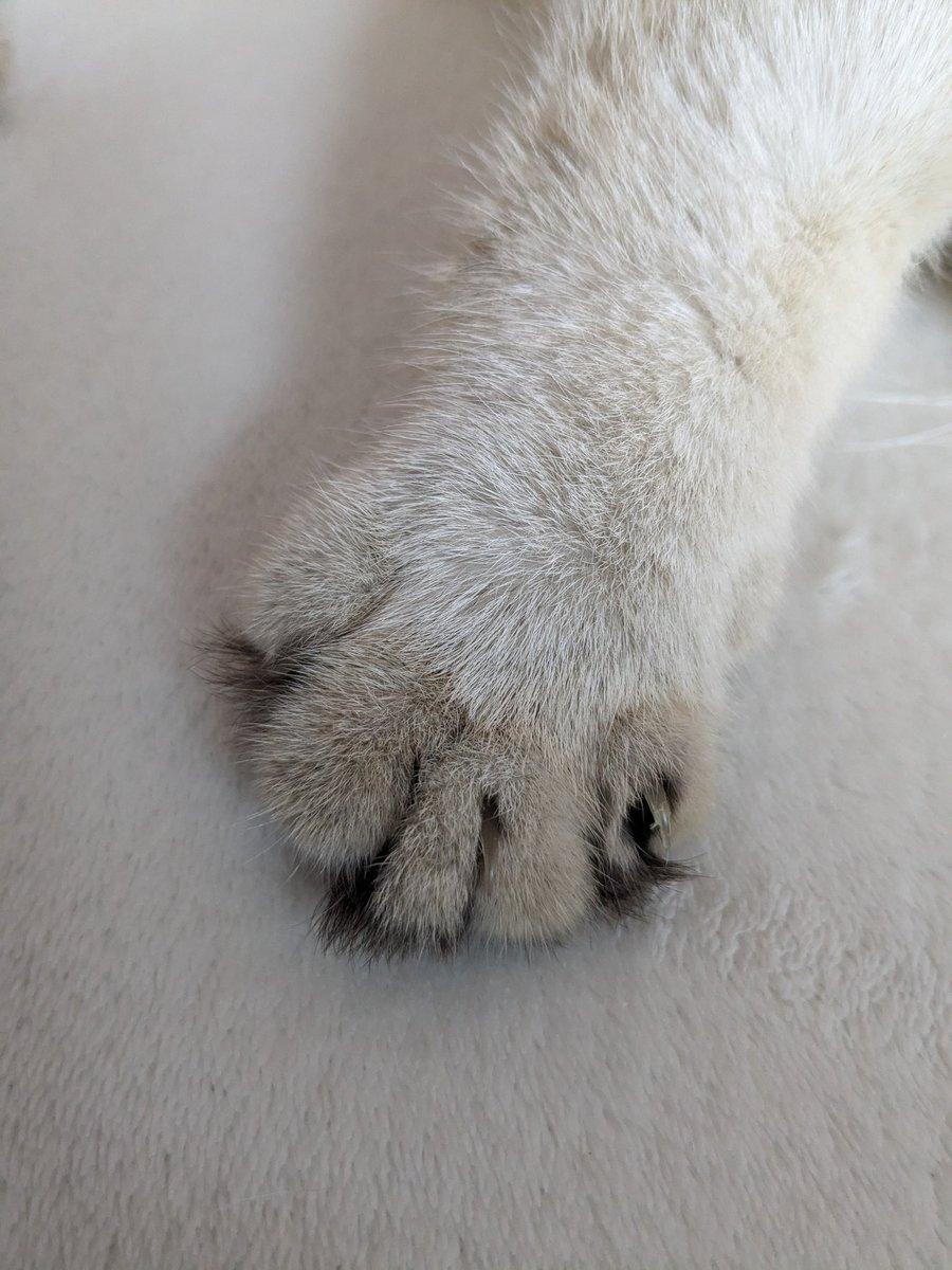 from_cure's tweet photo. Da ist aber jemand entspannt....🤭
#CatsOfBerlin https://t.co/ULmThrAJKs