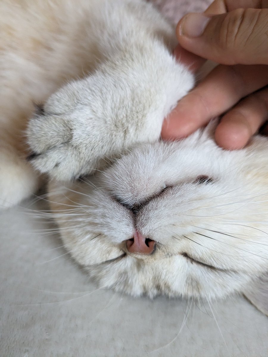 from_cure's tweet photo. Da ist aber jemand entspannt....🤭
#CatsOfBerlin https://t.co/ULmThrAJKs
