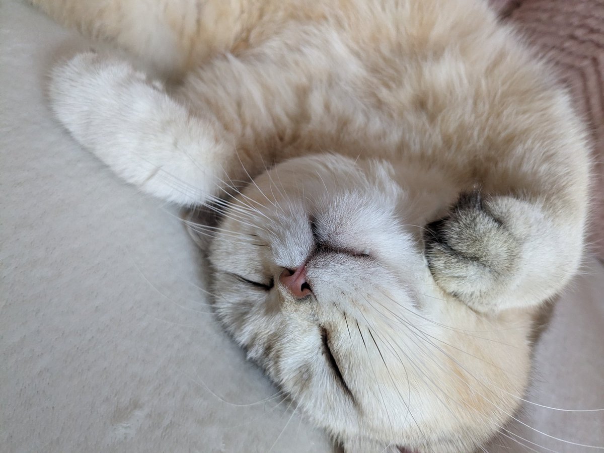 from_cure's tweet photo. Da ist aber jemand entspannt....🤭
#CatsOfBerlin https://t.co/ULmThrAJKs