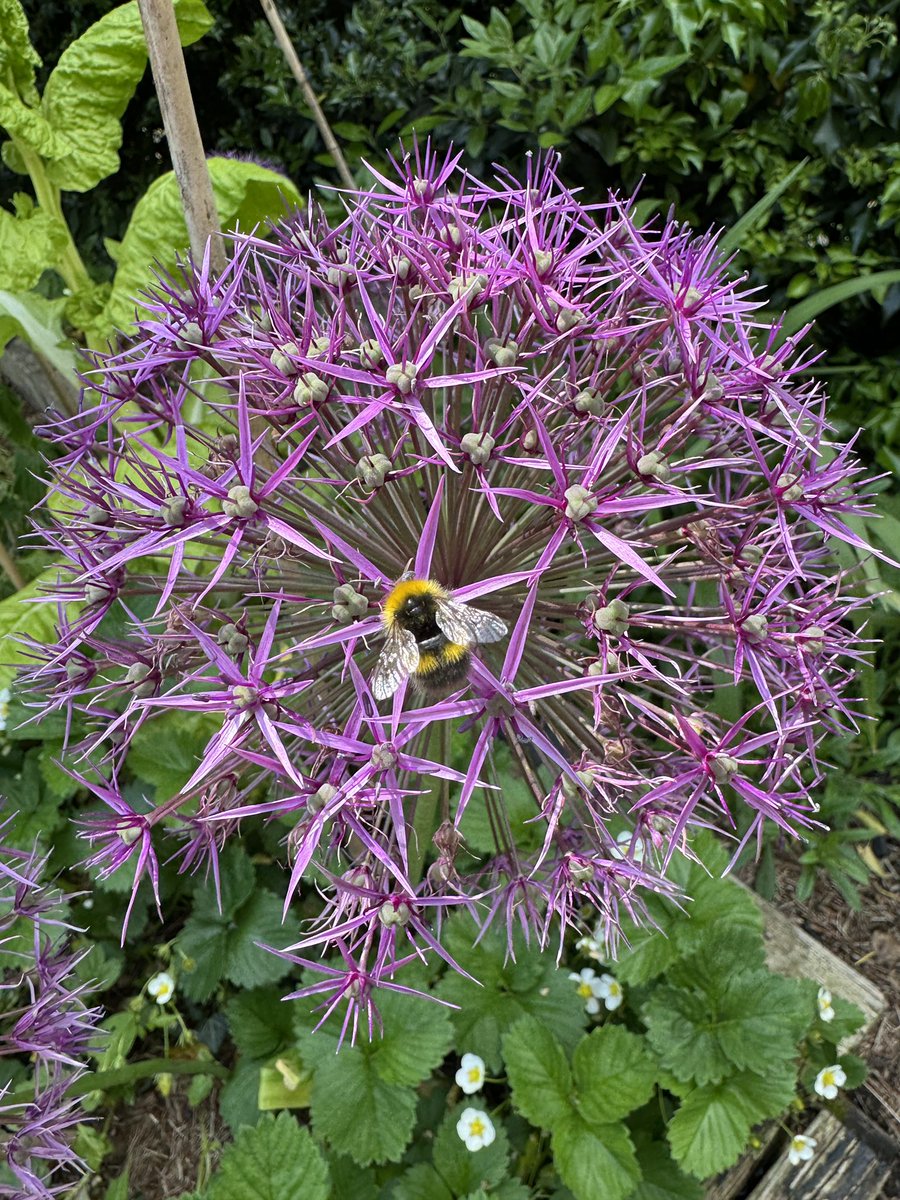 HollybushStudio's tweet photo. Bee 🐝 on alliums #bees🐝 #alliums #hollybushstudio https://t.co/4eebZ3z9wF