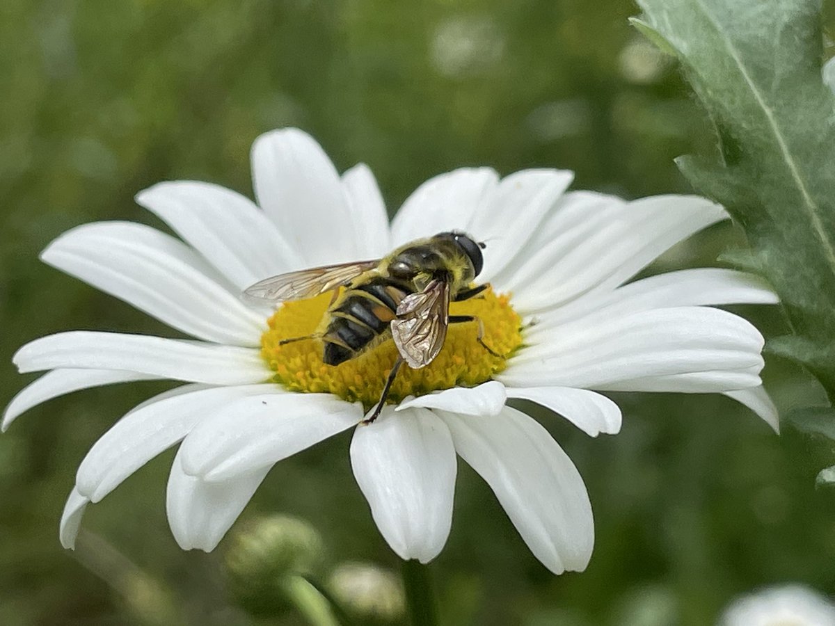 airborneyellow's tweet photo. After a very wet and cool week, insect life in the garden #wildflower #minimeadow has exploded
#nomad
#hoverflies
#bees
#wildlifegardening
@BumblebeeTrust
@Buzz_dont_tweet https://t.co/iK57J8n64m