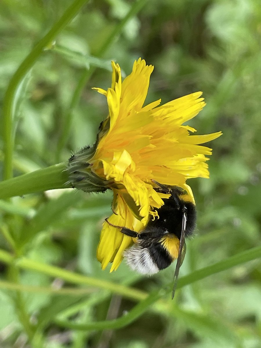 airborneyellow's tweet photo. After a very wet and cool week, insect life in the garden #wildflower #minimeadow has exploded
#nomad
#hoverflies
#bees
#wildlifegardening
@BumblebeeTrust
@Buzz_dont_tweet https://t.co/iK57J8n64m