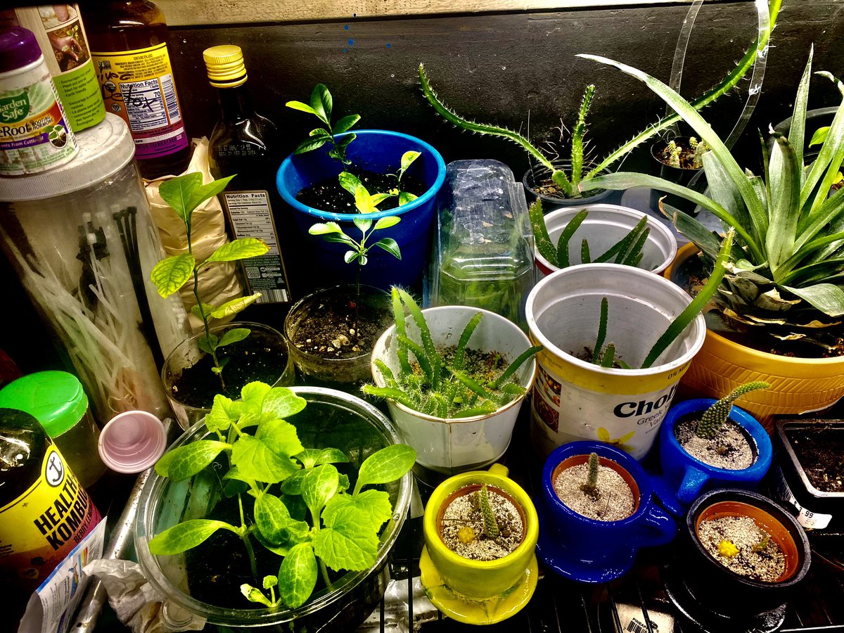 tatoouman2's tweet photo. #Plants #Gardening #Life #Growth #AloePlants #Pineapple #PearTrees #LemonTrees #Cactus https://t.co/DLApoBgTCu