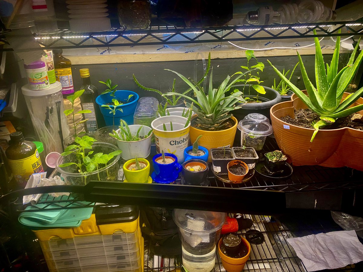 tatoouman2's tweet photo. #Plants #Gardening #Life #Growth #AloePlants #Pineapple #PearTrees #LemonTrees #Cactus https://t.co/DLApoBgTCu