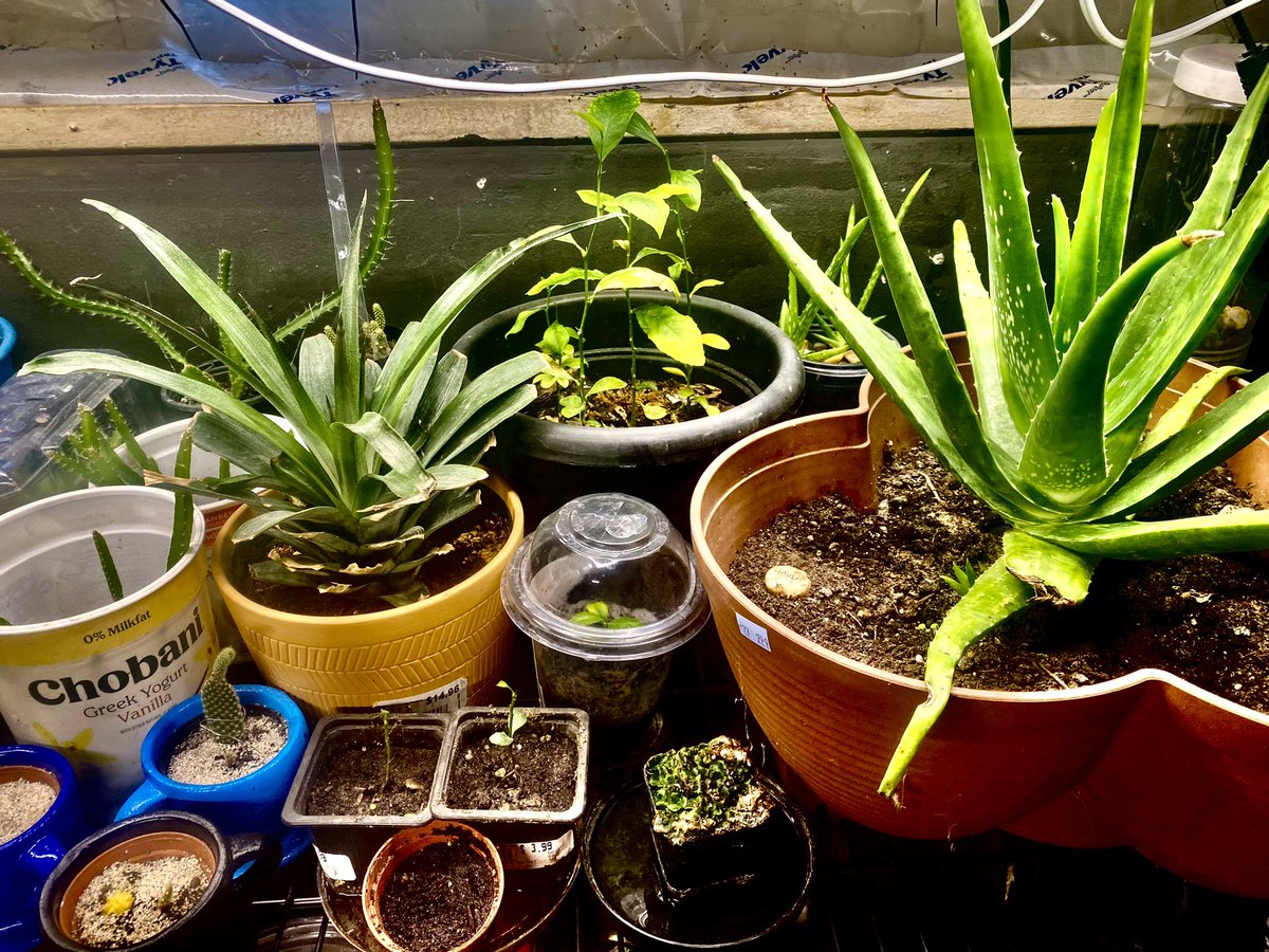 tatoouman2's tweet photo. #Plants #Gardening #Life #Growth #AloePlants #Pineapple #PearTrees #LemonTrees #Cactus https://t.co/DLApoBgTCu