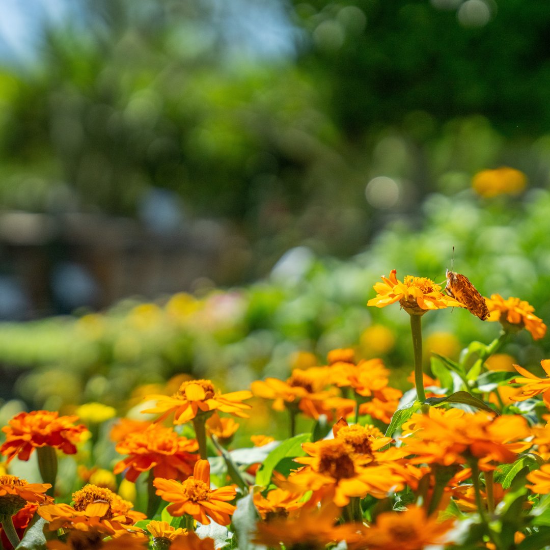 MoonValleyTrees's tweet image. This is your sign to make a weekend trip to the nursery to explore all the flowers, colors, and textures you can add to your landscaping!

Find the store nearest you: bit.ly/4aOQtDk

#MoonValleyNurseries #BackyardInspo #Flowers #Trees #Landscaping