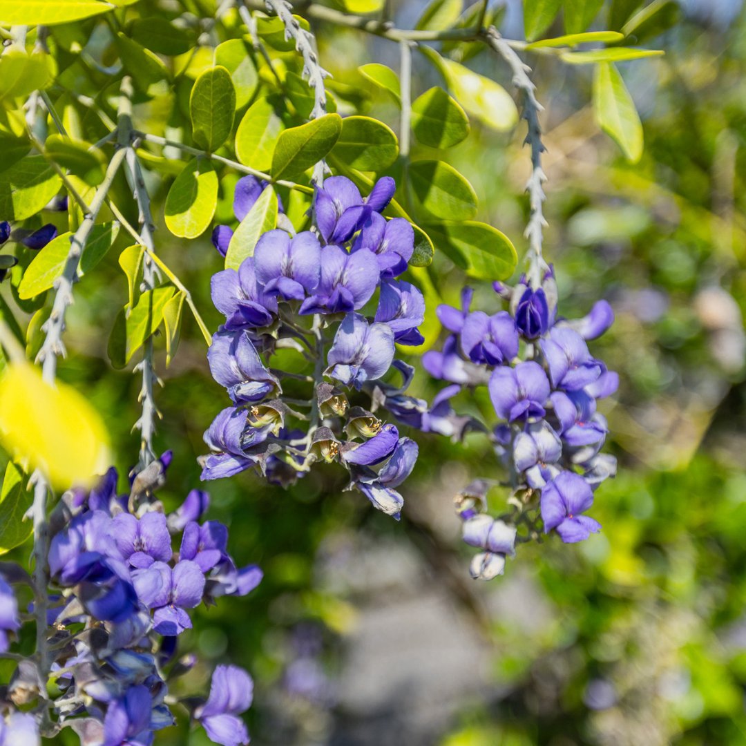 MoonValleyTrees's tweet image. This is your sign to make a weekend trip to the nursery to explore all the flowers, colors, and textures you can add to your landscaping!

Find the store nearest you: bit.ly/4aOQtDk

#MoonValleyNurseries #BackyardInspo #Flowers #Trees #Landscaping